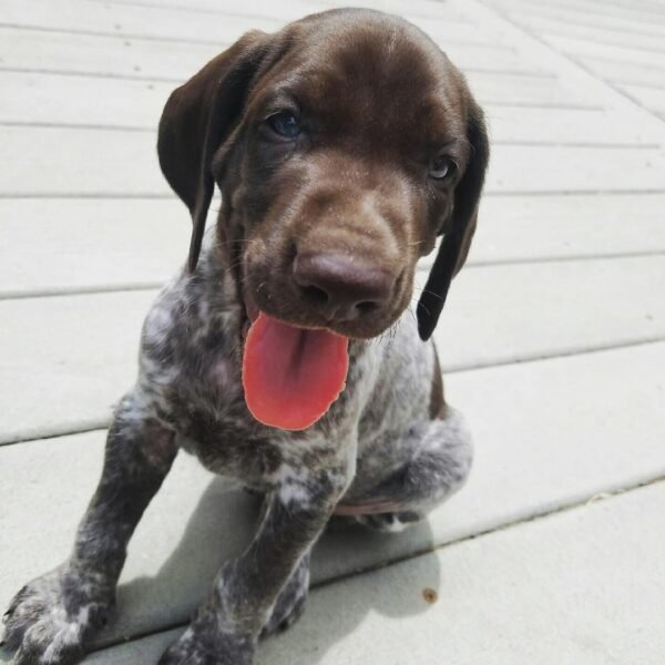 GSP PUPPIES FOR SALE NEAR ME