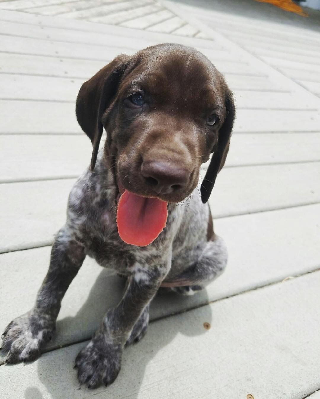 GSP PUPPIES FOR SALE NEAR ME