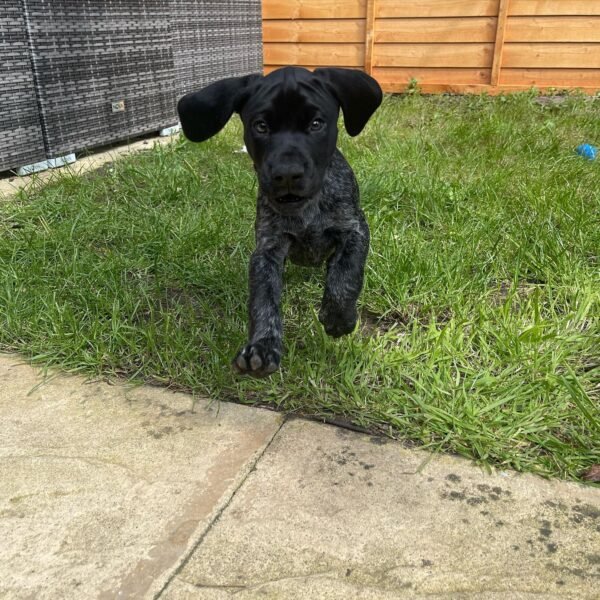 GSP PUPPIES FOR SALE
