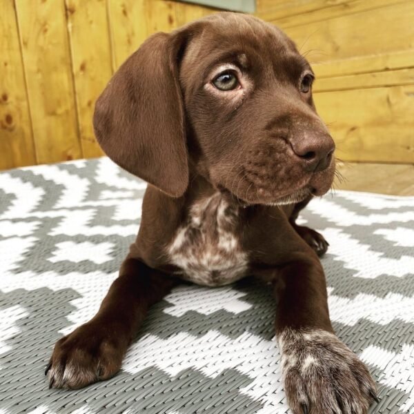 GSP PUPPIES FOR SALE NEAR ME