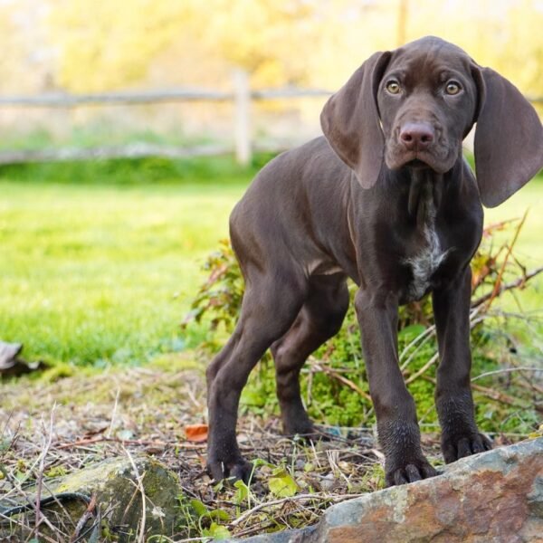 GSP PUPPIES FOR SALE