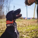 GERMAN SHORTHAIRED POINTER BREEDER