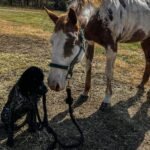 GERMAN SHORTHAIRED POINTER BREEDER