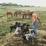 GSP BREEDER TESTIMONIAL & REVIEWS